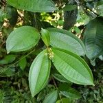 Miconia longifolia Лист
