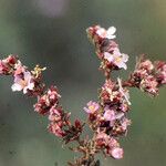 Frankenia corymbosa 花