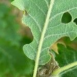 Quercus pubescens Feuille