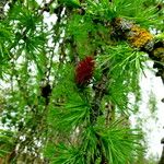 Larix decidua পাতা