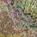 Thymus dolomiticus عادت