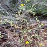 Pulicaria arabica Libunga