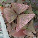 Oxalis triangularis Leaf