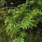 Macrolobium multijugum Habit