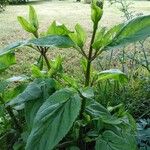 Scrophularia oblongifolia Leaf