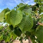 Ulmus glabra Foglia