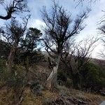 Nothofagus pumilio Habitat