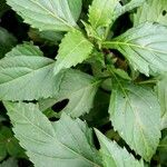 Ocimum carnosum Blatt