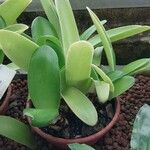 Haemanthus albiflos Hostoa