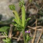 Legousia hybrida Frucht