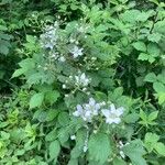 Rubus allegheniensis Celota