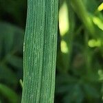 Polypogon monspeliensis Blatt