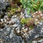 Sempervivum grandiflorum Flor