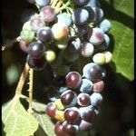 Vitis californica Frucht