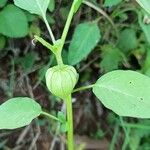 Physalis angulata Frucht