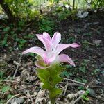 Curcuma amada Floare