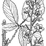 Rubus incanescens Diğer