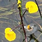 Utricularia australis Blomma