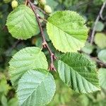 Alnus alnobetula Liść