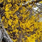 Forsythia intermedia Habitatea