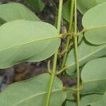 Stigmaphyllon ellipticum Hoja