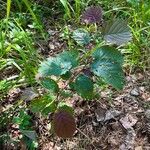 Corylus maxima Blad