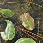 Potamogeton natans Leaf