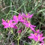 Centaurium littorale Квітка