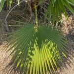 Washingtonia robusta Лист