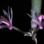 Scaphyglottis stellata 花