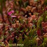 Vaccinium microcarpum Habitus