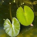 Nymphaea ampla Ліст