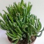 crassula ovata var truncataLeaf