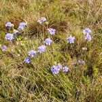 Scabiosa canescens फूल