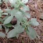 Mercurialis tomentosa Leaf