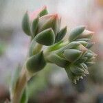 Echeveria purpusiorum Flower