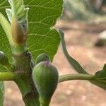 Ficus carica Vrucht