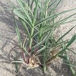 Distichlis spicata 葉