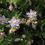 Spergularia rupicola Flower