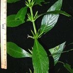 Hygrophila costata Other