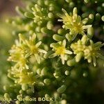 Gymnocarpos decander Flower