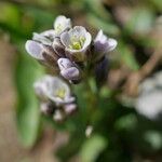 Arabis caerulea Bloem