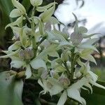 Prosthechea fragrans Flor