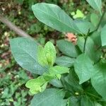 Lindera benzoin Blad