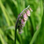 Vicia cracca autre