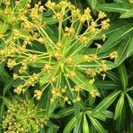 Euphorbia stygiana 花