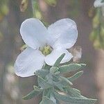 Gomphostigma virgatum Flower