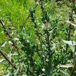 Carthamus caeruleus 葉