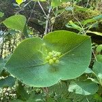 Lonicera ciliosa Fruit