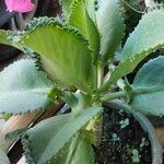 Kalanchoe laetivirens Folha